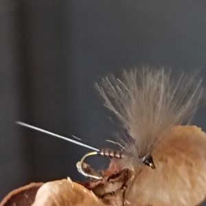 L’Éternelle Baetis